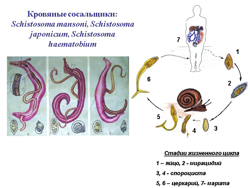 Кровяные сосальщики: Schistosoma mansoni, Schistosoma japonicum, Schistosoma haematobium Стадии жизненного цикла 1 – яйцо,